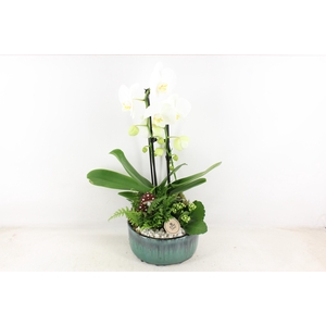 arr2 PL - Ker. pot verde Phal. 285/3