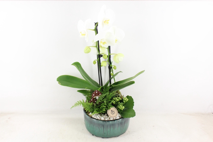 <h4>arr2 PL - Ker. pot verde Phal. 285/3</h4>