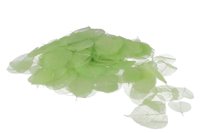 <h4>Skeleton Leaves Lime Set Of 200</h4>