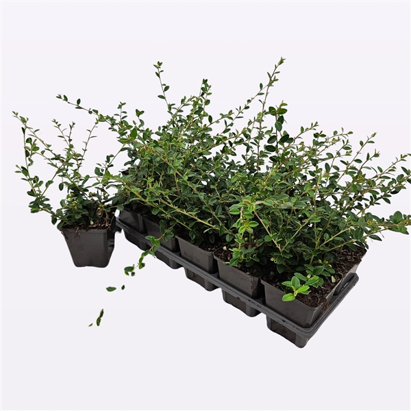 <h4>Cotoneaster Suecicus 'Coral Beauty'</h4>