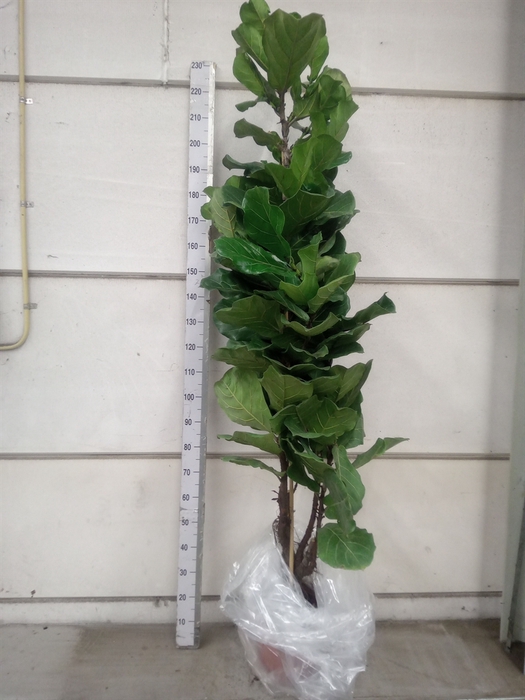 <h4>Ficus lyrata</h4>