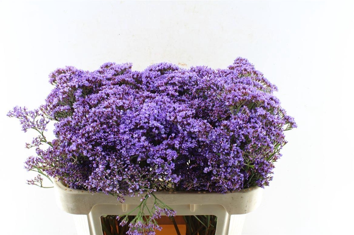 <h4>Lim Pe Enchante</h4>