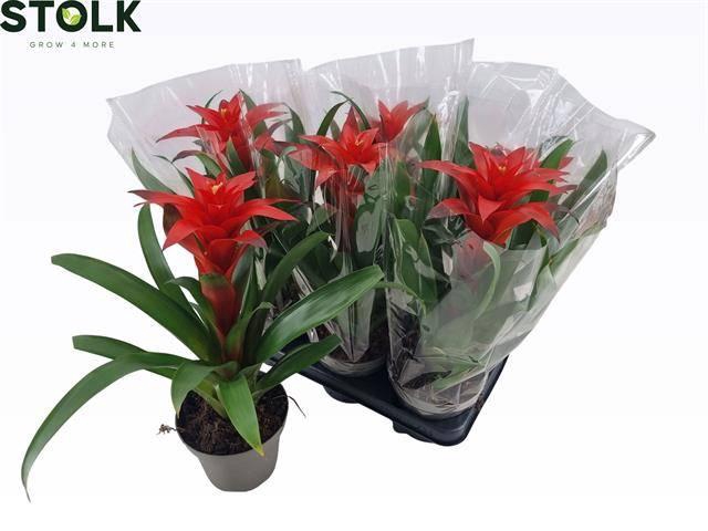 <h4>GUZM AMORETTO</h4>