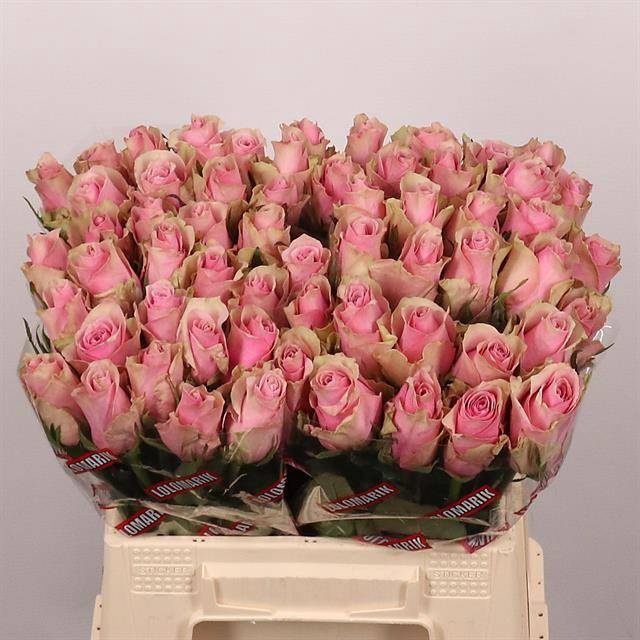 <h4>R Gr Athena Royale Extra Lolo</h4>