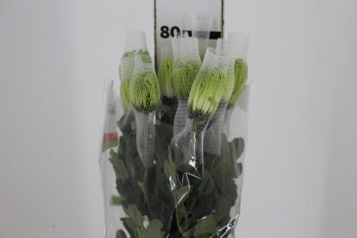 <h4>ANASTASIA DARK GREEN 080 CM VERDE</h4>