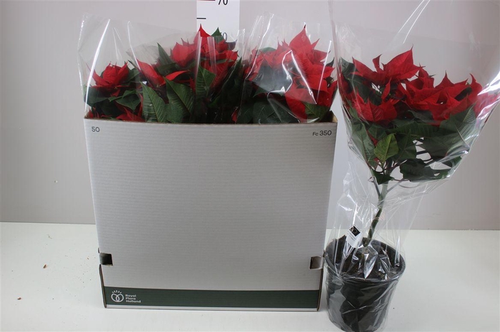 <h4>Euphorbia P Op Stam Gran Italia</h4>