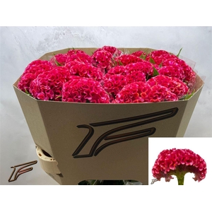 Cel C Coral Diamond
