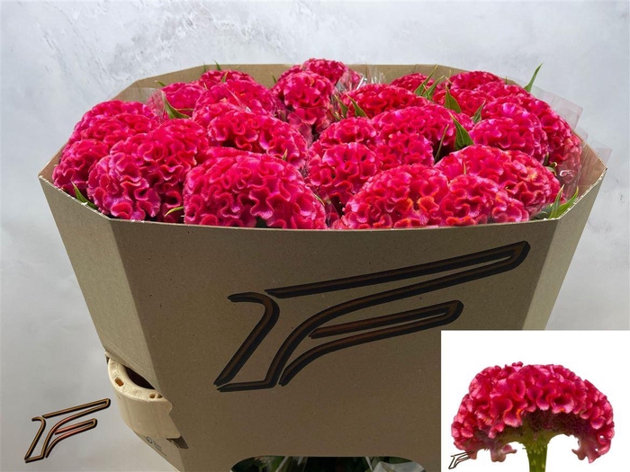 <h4>Cel C Coral Diamond</h4>
