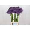 Allium Jackpot