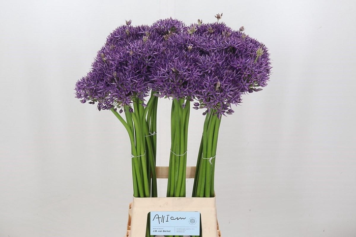 Allium Jackpot