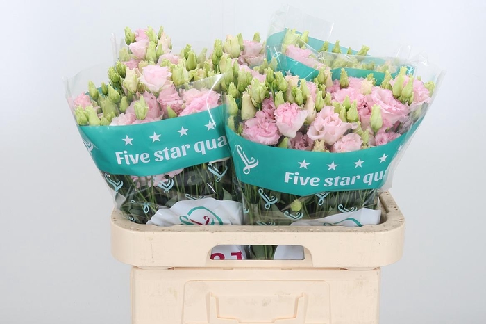 <h4>Eus G Chac Wed Pink</h4>