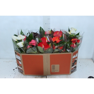 ANTHURIUM VARIADO P12