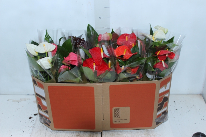 <h4>ANTHURIUM VARIADO P12</h4>