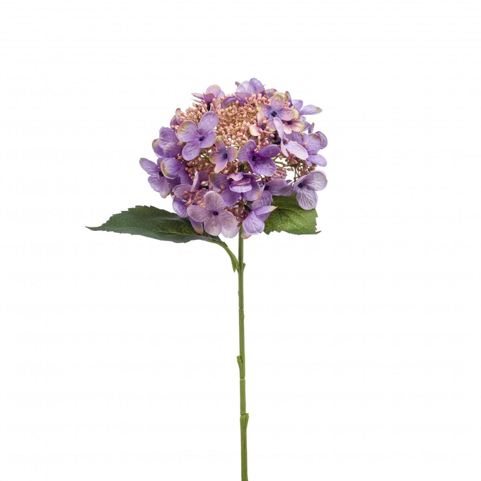 <h4>Hydrangea 50cm</h4>