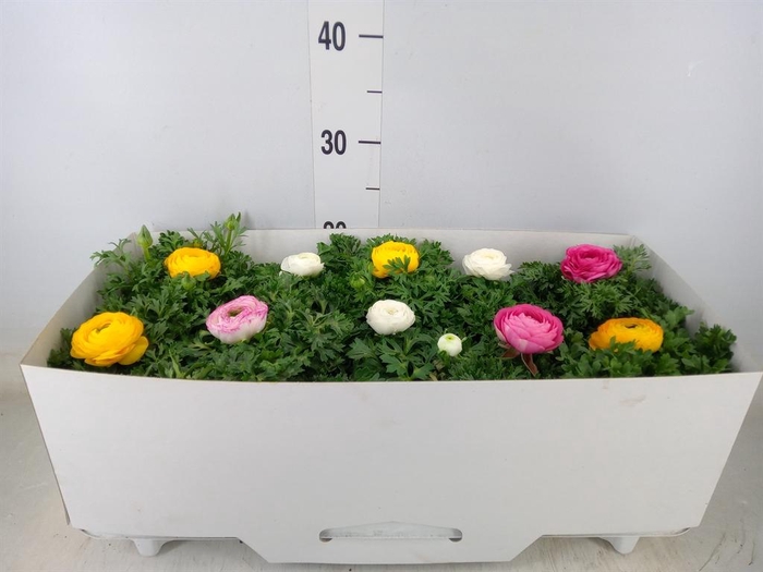 <h4>Ranunculus  'Sprinkles'</h4>