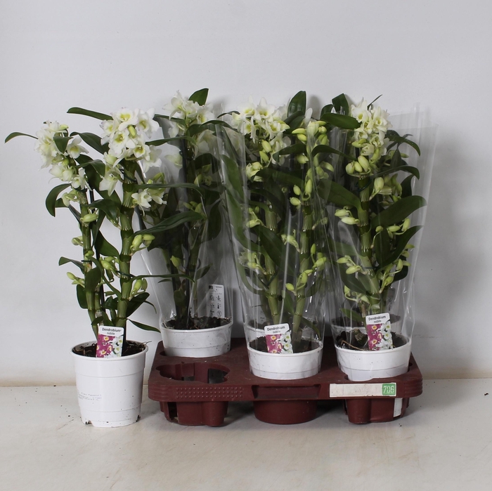 <h4>DENDR N SC APOLLON</h4>