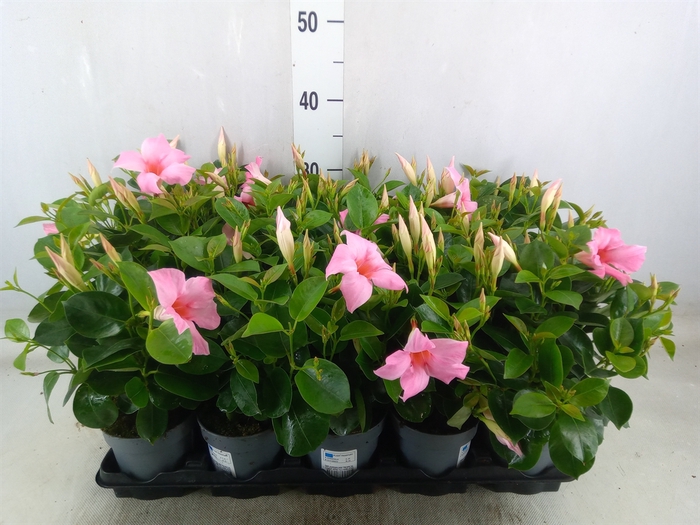 <h4>Mandevilla  'Sundavil Pretty Pink '</h4>