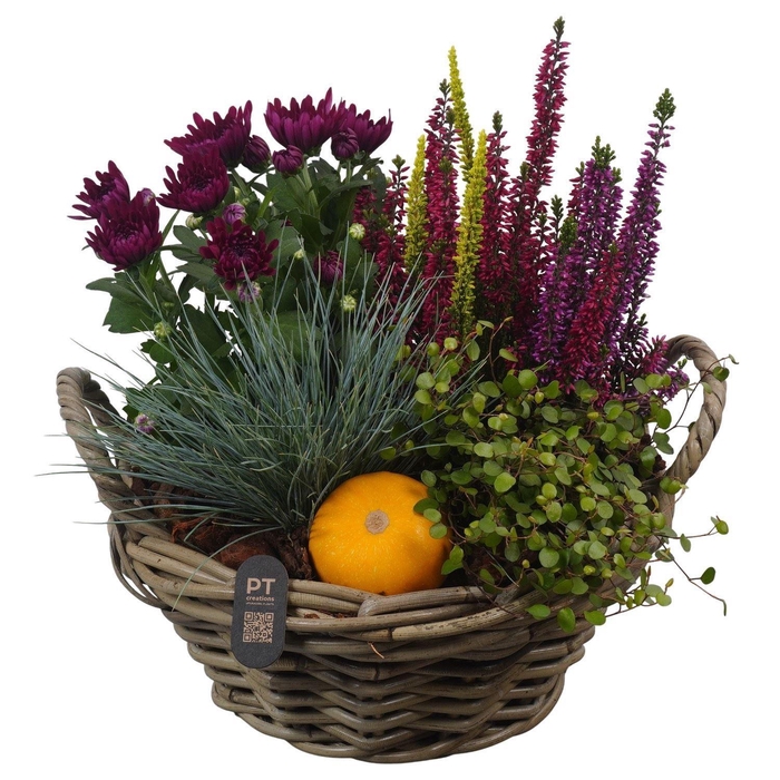 <h4>Arr.   Tuinplanten H%</h4>