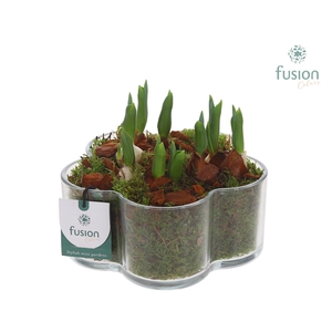 Glazen Bloemschaalmet Tulipa