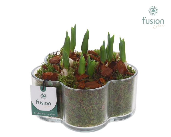 <h4>Glazen Bloemschaalmet Tulipa</h4>