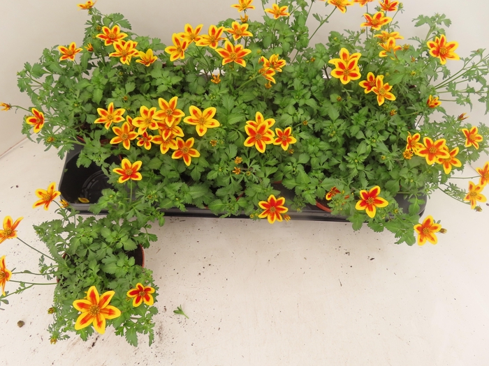 <h4>BID YELLOW CHARM</h4>