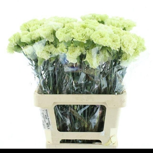DI ST GOBLIN GROEN