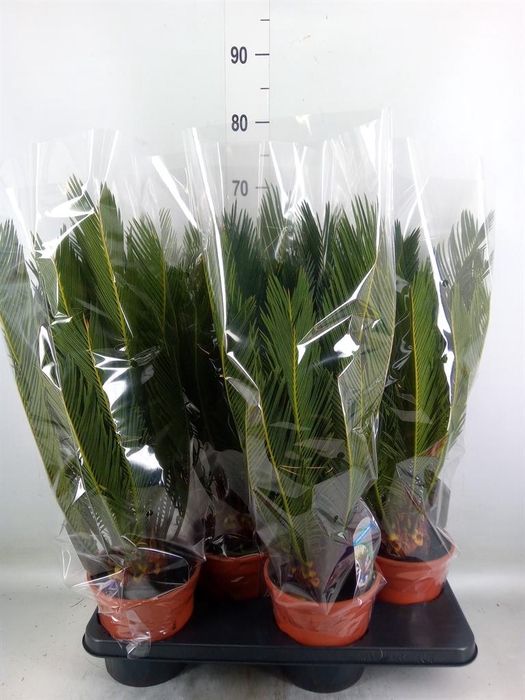<h4>Cycas revoluta</h4>