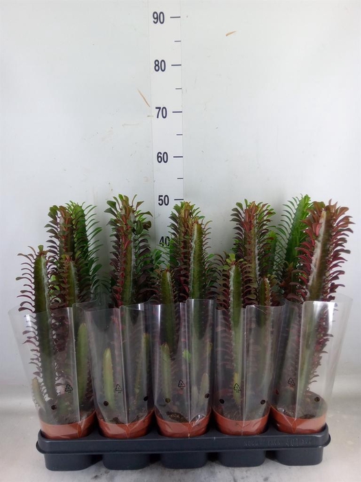 <h4>Euphorbia   ...mix</h4>