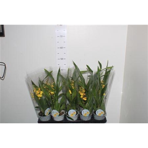 Oncidium Ov 1 Branche