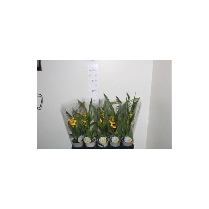 <h4>Oncidium Ov 1 Branche</h4>