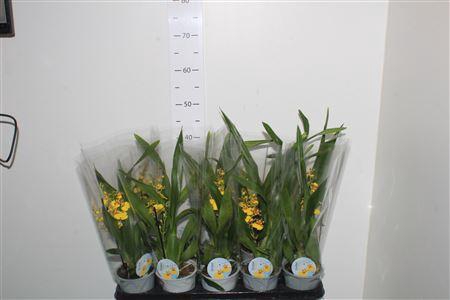 <h4>Oncidium Ov 1 Branche</h4>