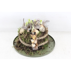 arr4 Narcis MB - Zink plate mos bol L