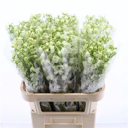 <h4>Delphinium Single Magical Bianca</h4>