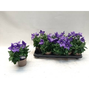 PLATYCO GRANDIFLORUS