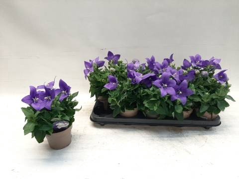 <h4>PLATYCO GRANDIFLORUS</h4>