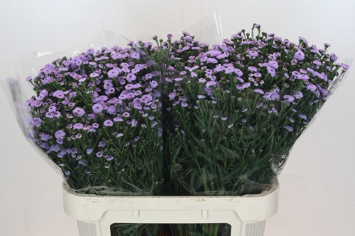 <h4>Aster Baby Blue</h4>