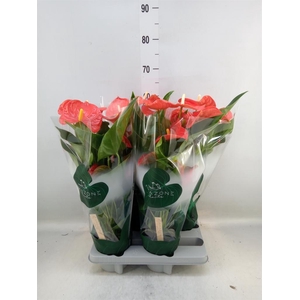 Anthurium andr. 'Florida'