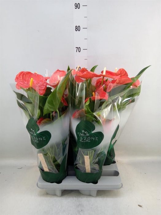 <h4>Anthurium andr. 'Florida'</h4>