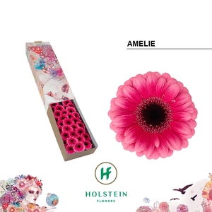Germini Amelie Doos