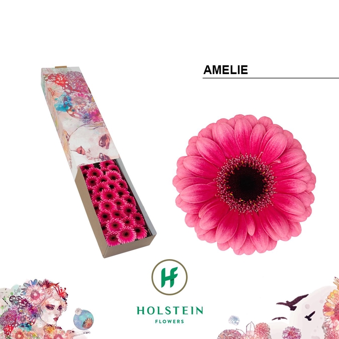 <h4>Germini Amelie Doos</h4>