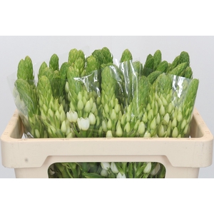 Ornithogalum thyrsoides White Star
