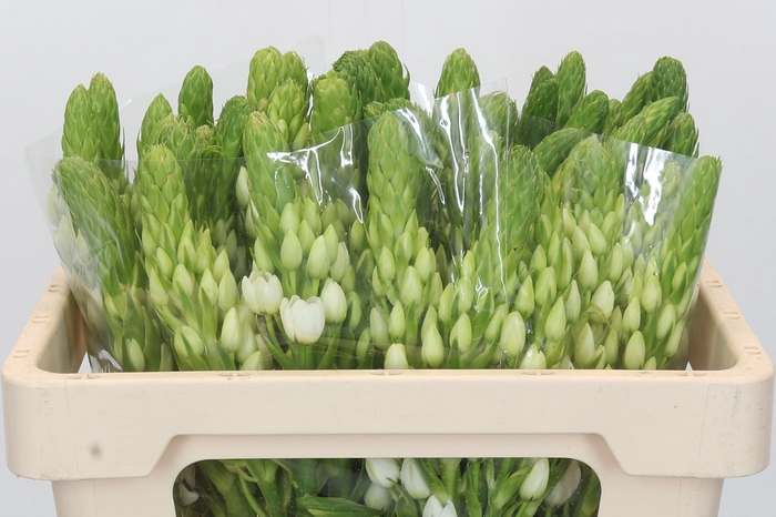 <h4>Ornithogalum thyrsoides White Star</h4>