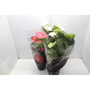 ANTHURIUM VARIADO P17 PREMIUM