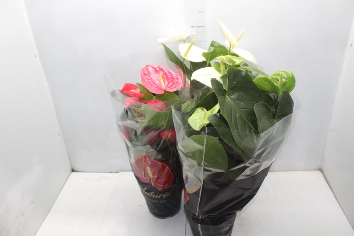<h4>ANTHURIUM VARIADO P17 PREMIUM</h4>