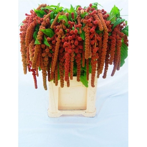 Amar Ca Coral Founta