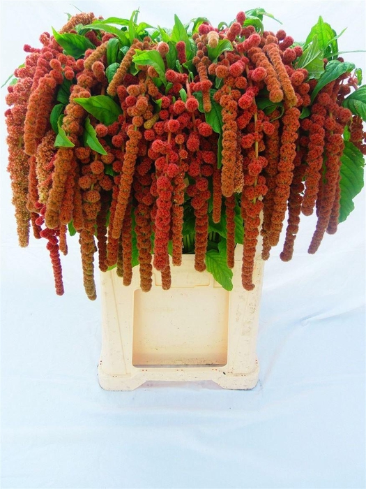<h4>Amar Ca Coral Founta</h4>