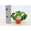 Pilea Peperomioides 10,5cm Duits etiket