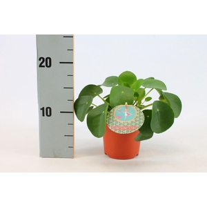 Pilea Peperomioides 10,5cm Duits etiket