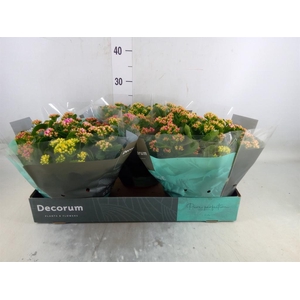 Kalanchoe blos.   ..rosebud mix/pot