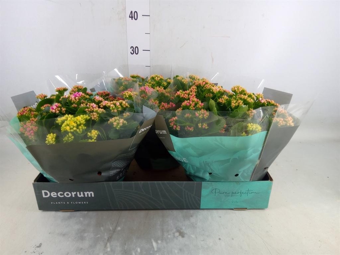 <h4>Kalanchoe blos.   ..rosebud mix/pot</h4>